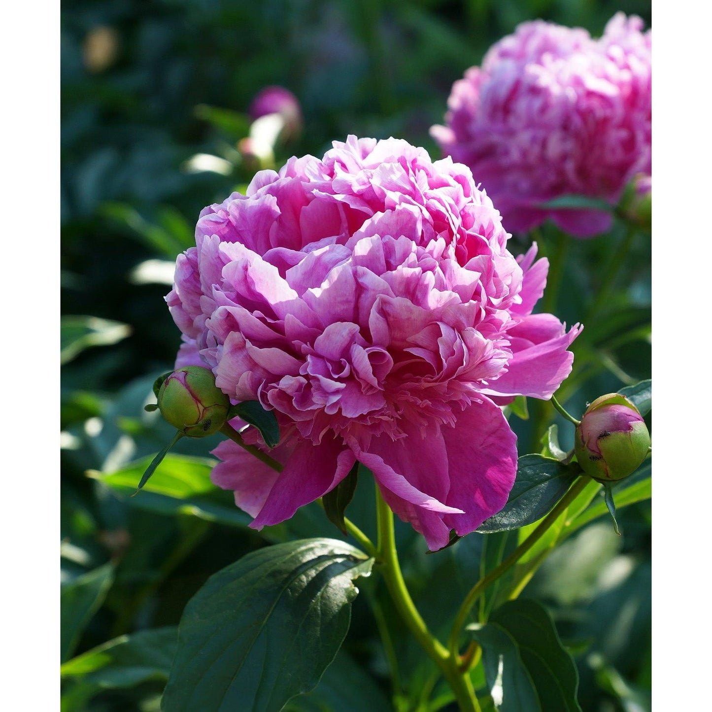 Mons. Jules Eli Peony - 1 root division