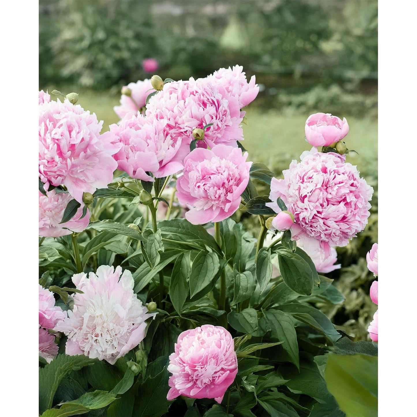 Mons. Jules Eli Peony - 1 root division