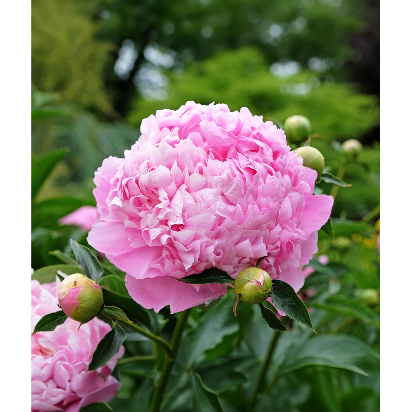 Mons. Jules Eli Peony - 1 root division