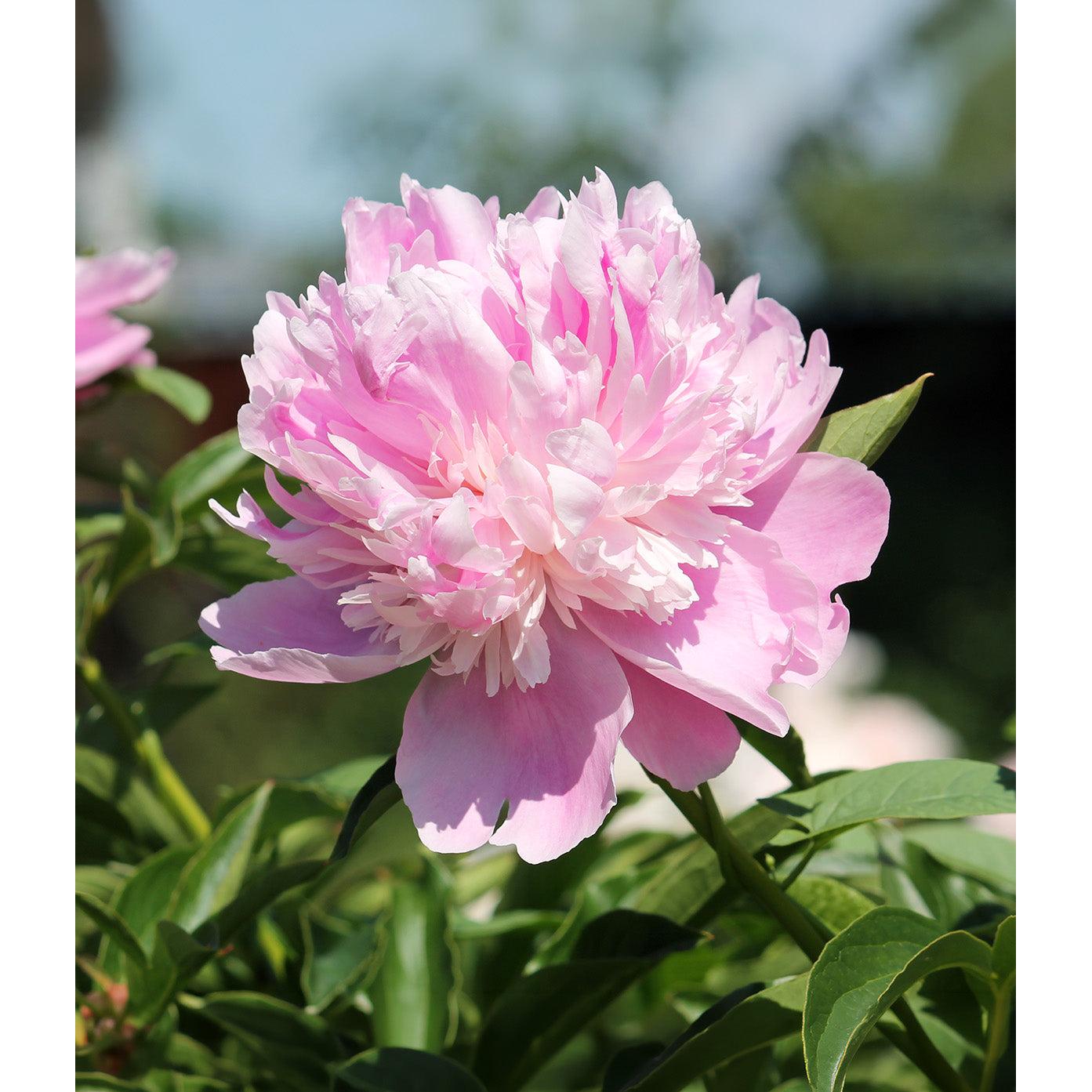Mons. Jules Eli Peony - 1 root division