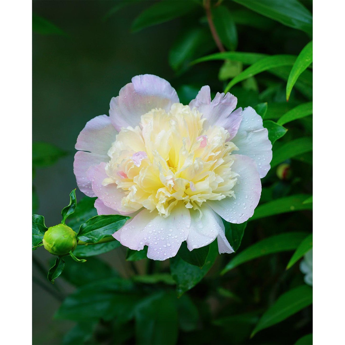 Primevere Peony - 1 root division