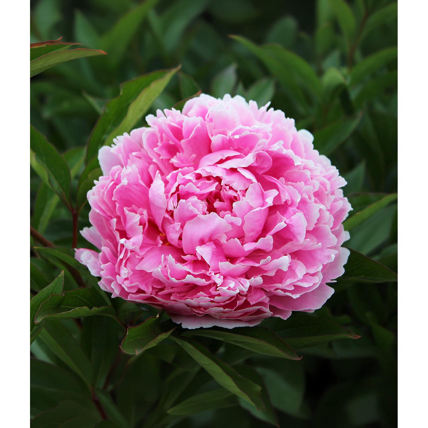 Sarah Bernhardt Peony - 1 root division