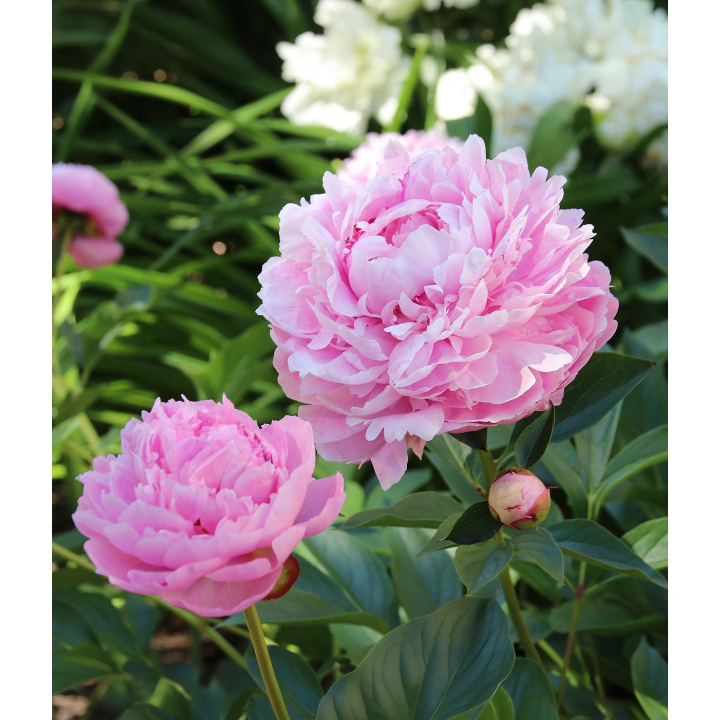 Sarah Bernhardt Peony - 1 root division