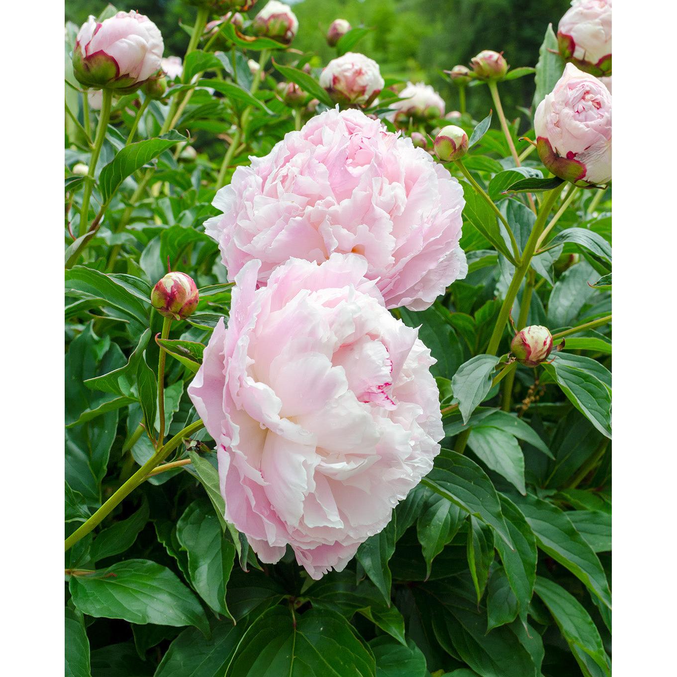 Shirley Temple Peony - 1 root division