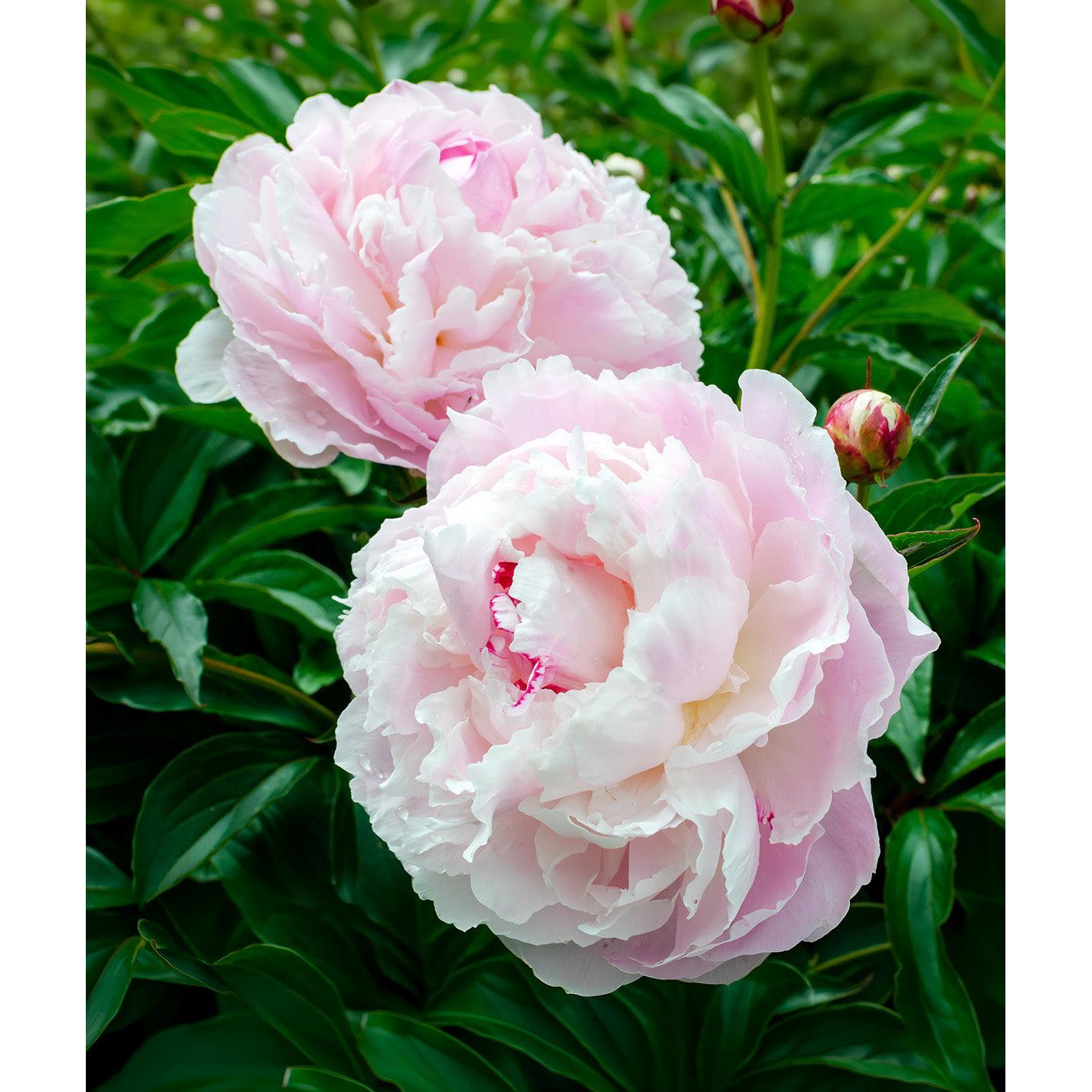 Shirley Temple Peony - 1 root division