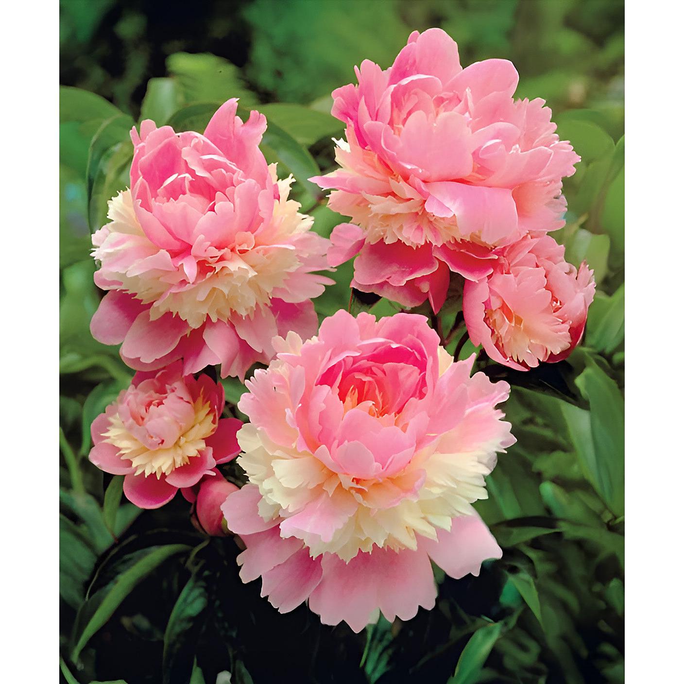 Sorbet Peony - 1 root division