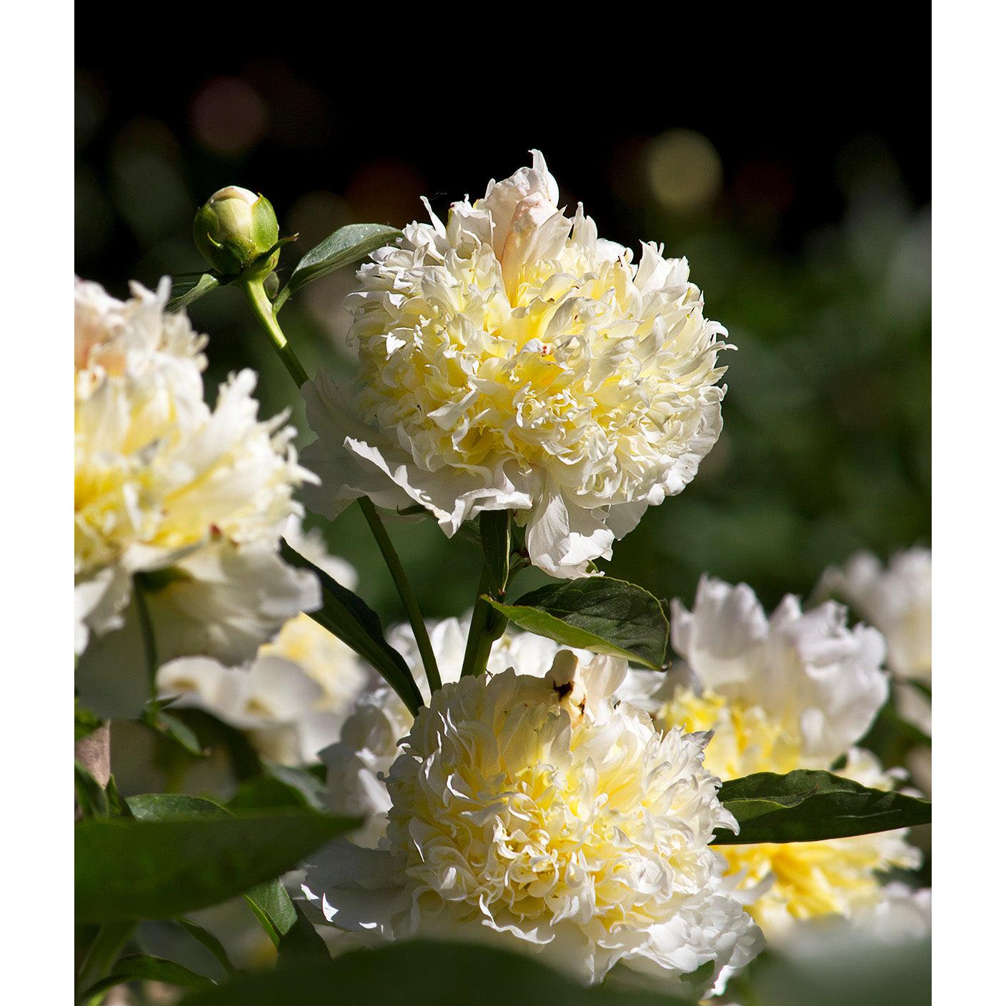 Top Brass Peony - 1 root division