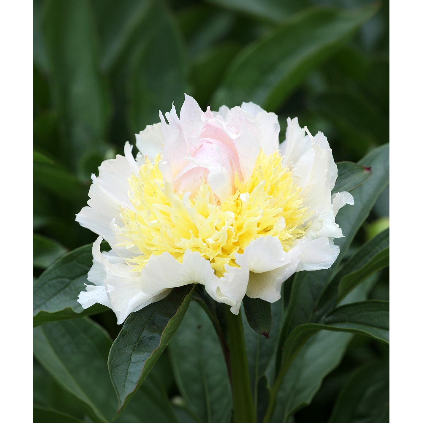 Top Brass Peony - 1 root division