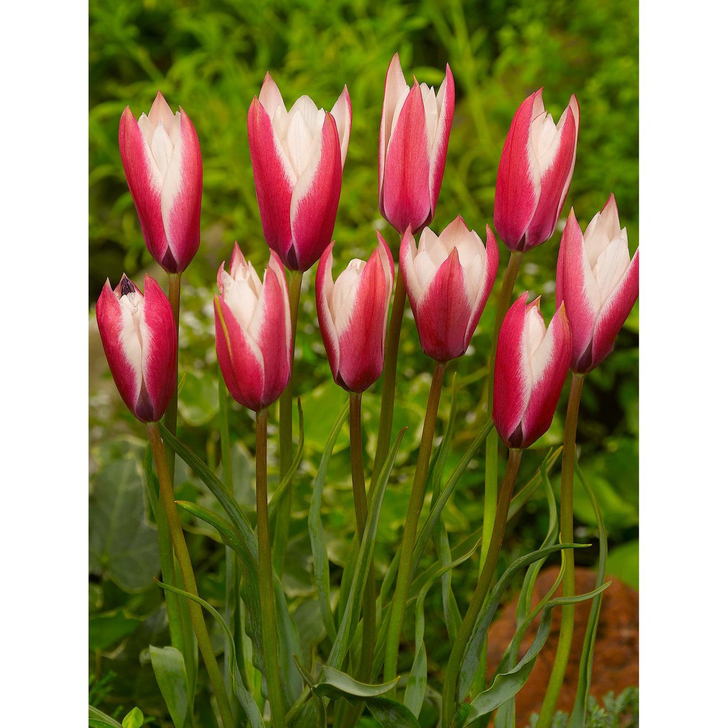 Peppermintstick Species Tulip - 10 bulbs