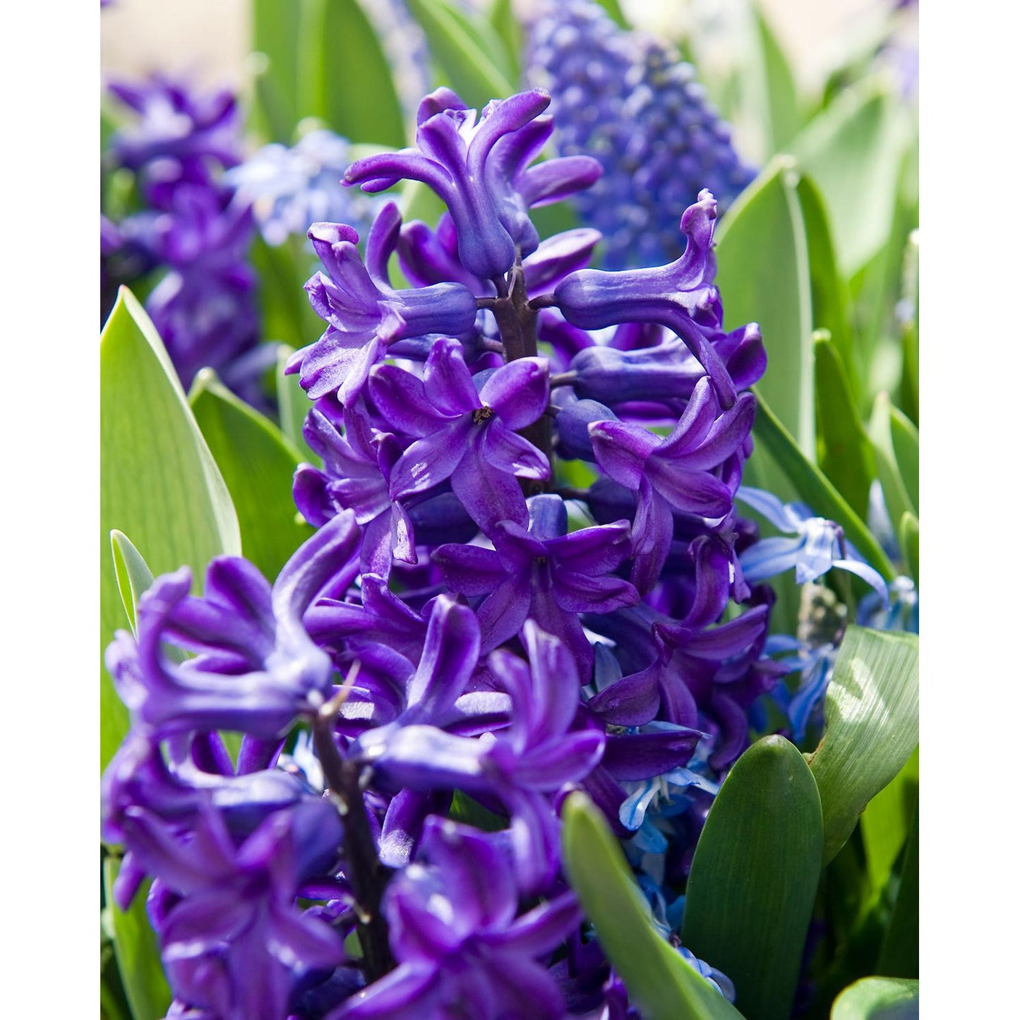 Peter Stuyvesant Hyacinth - 10 bulbs