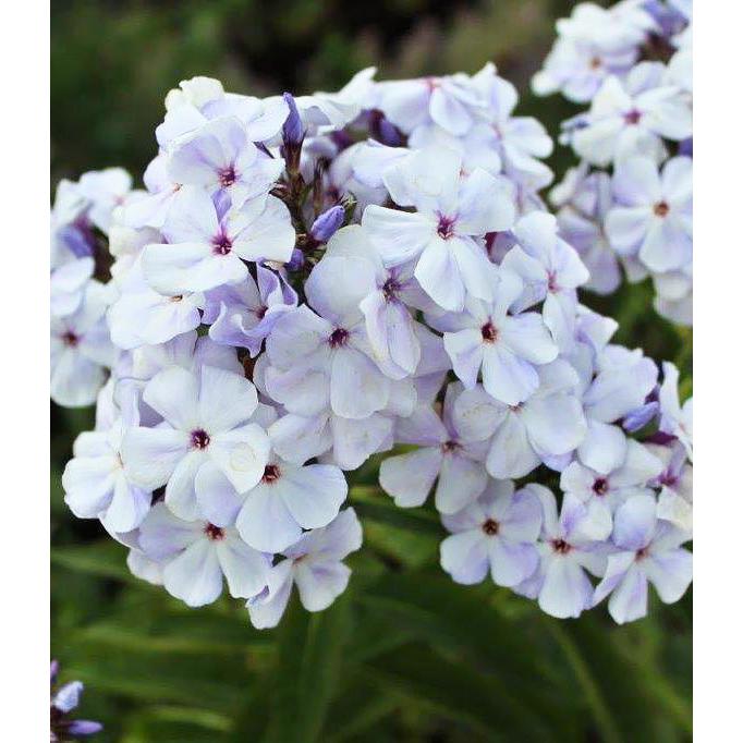 Blue Flame Compact Phlox - 3 root divisions