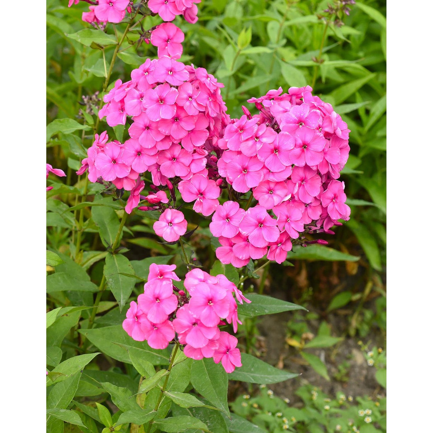 Pink Flame Summer Phlox - 3 root divisions