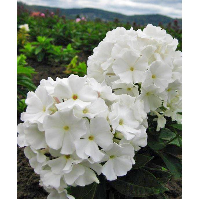 White Flame Compact Phlox - 3 root divisions