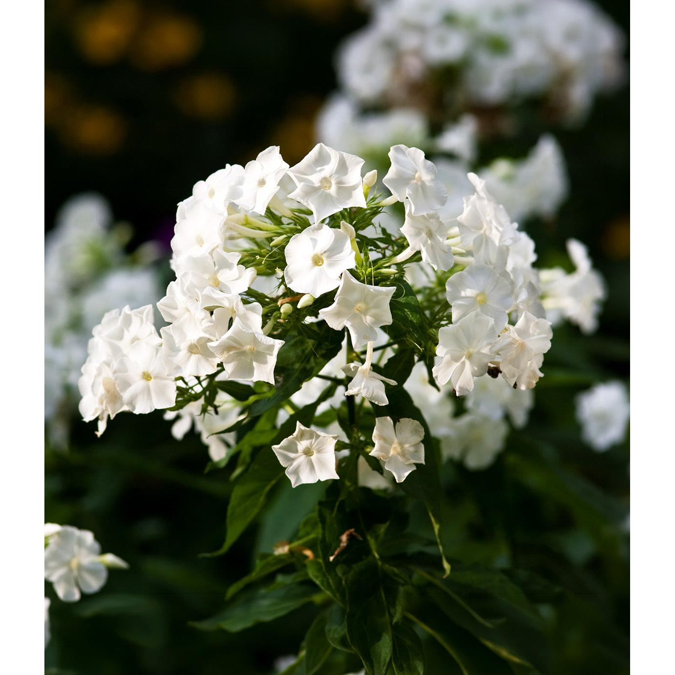 White Flame Compact Phlox - 3 root divisions