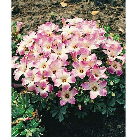 Pink Carpet Oxalis - 25 bulbs