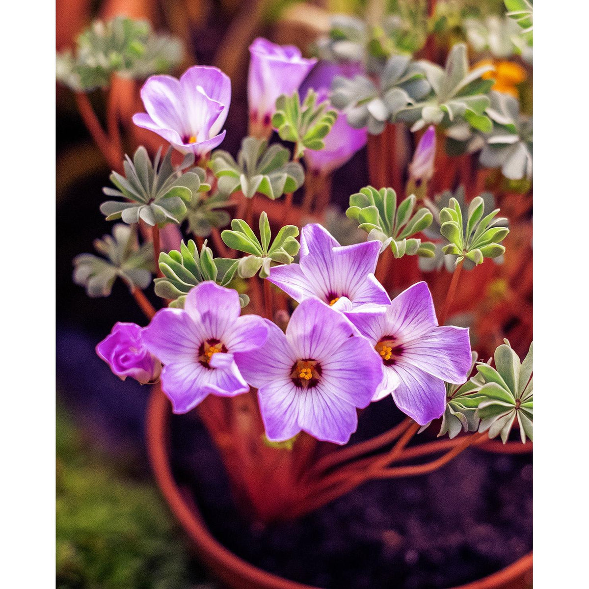 Pink Carpet Oxalis - 25 bulbs