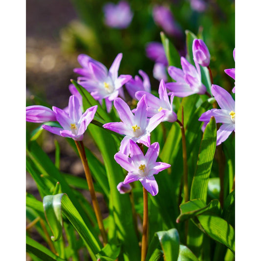 a group of purple flowers