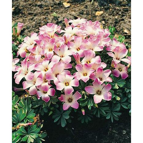 Pink Carpet Oxalis - 25 bulbs