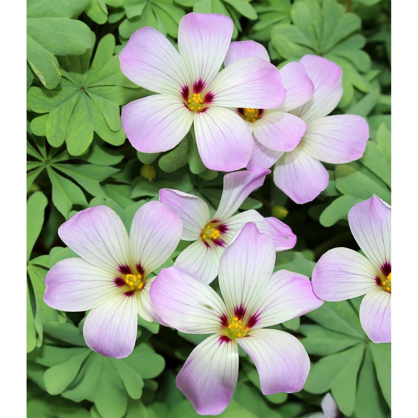 Pink Carpet Oxalis - 25 bulbs