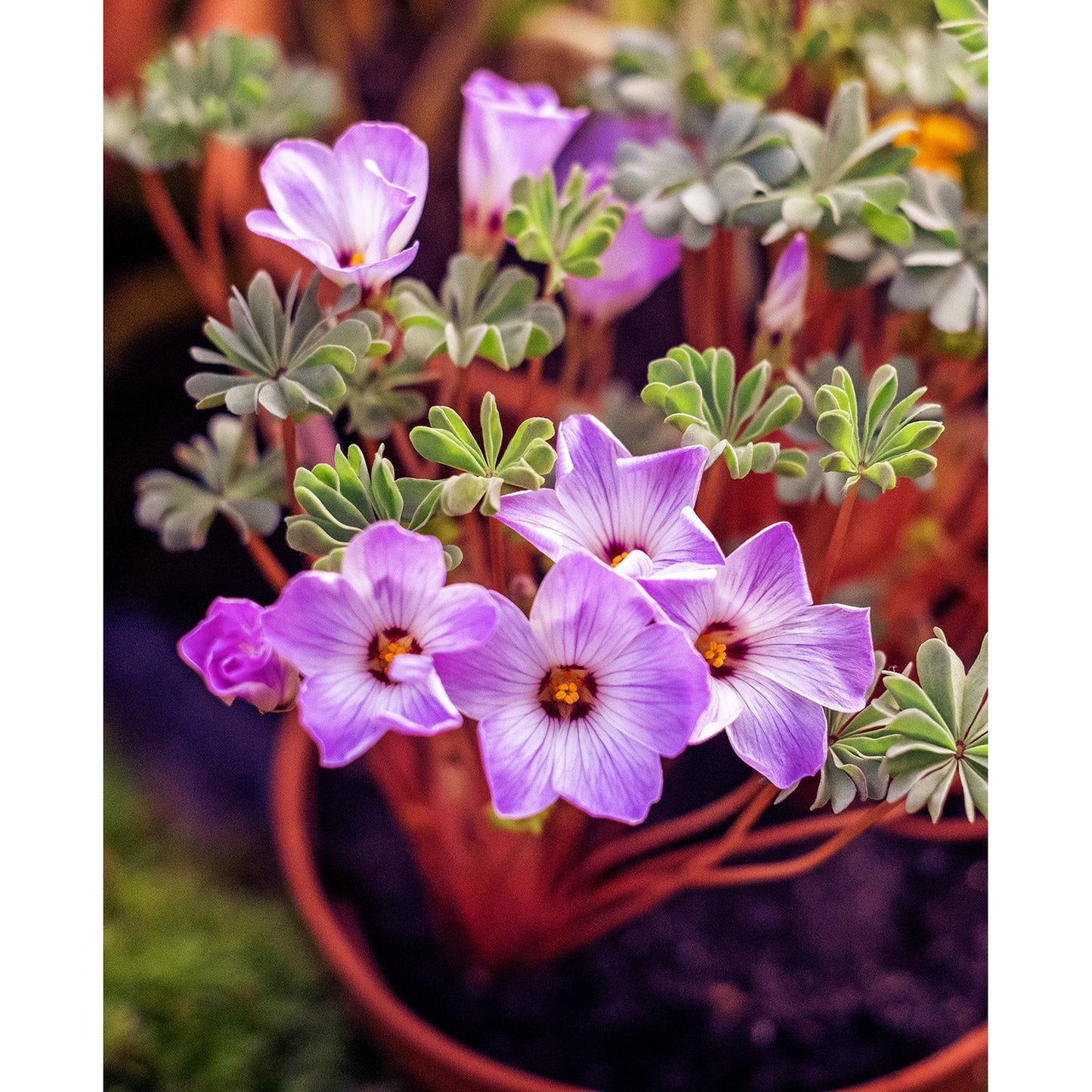 Pink Carpet Oxalis - 25 bulbs