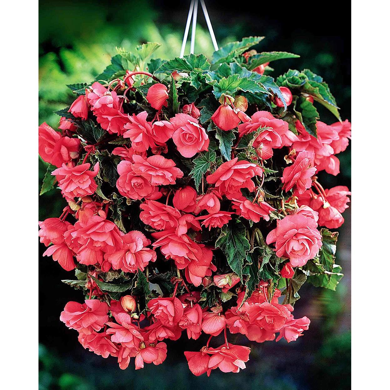 Pink Hanging Basket Begonia - 3 tubers