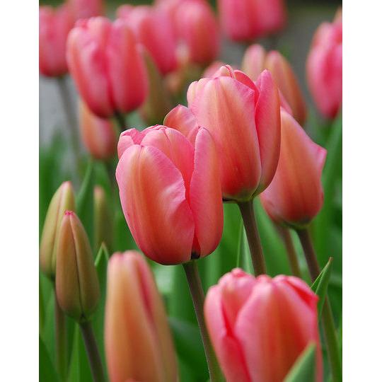 Pink Impression Darwin Hybrid Tulip - 10 bulbs