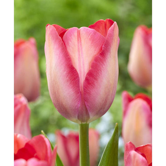 Pink Sound Darwin Hybrid Tulip - 10 bulbs
