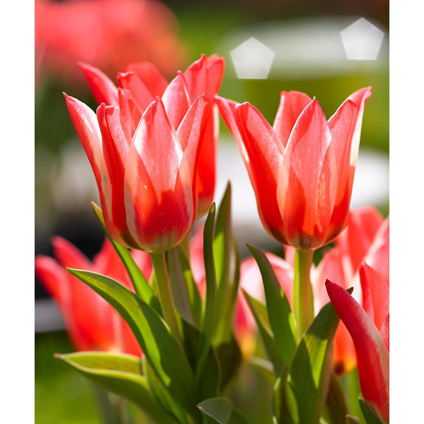 Pinocchio Greigii Tulip - 10 bulbs