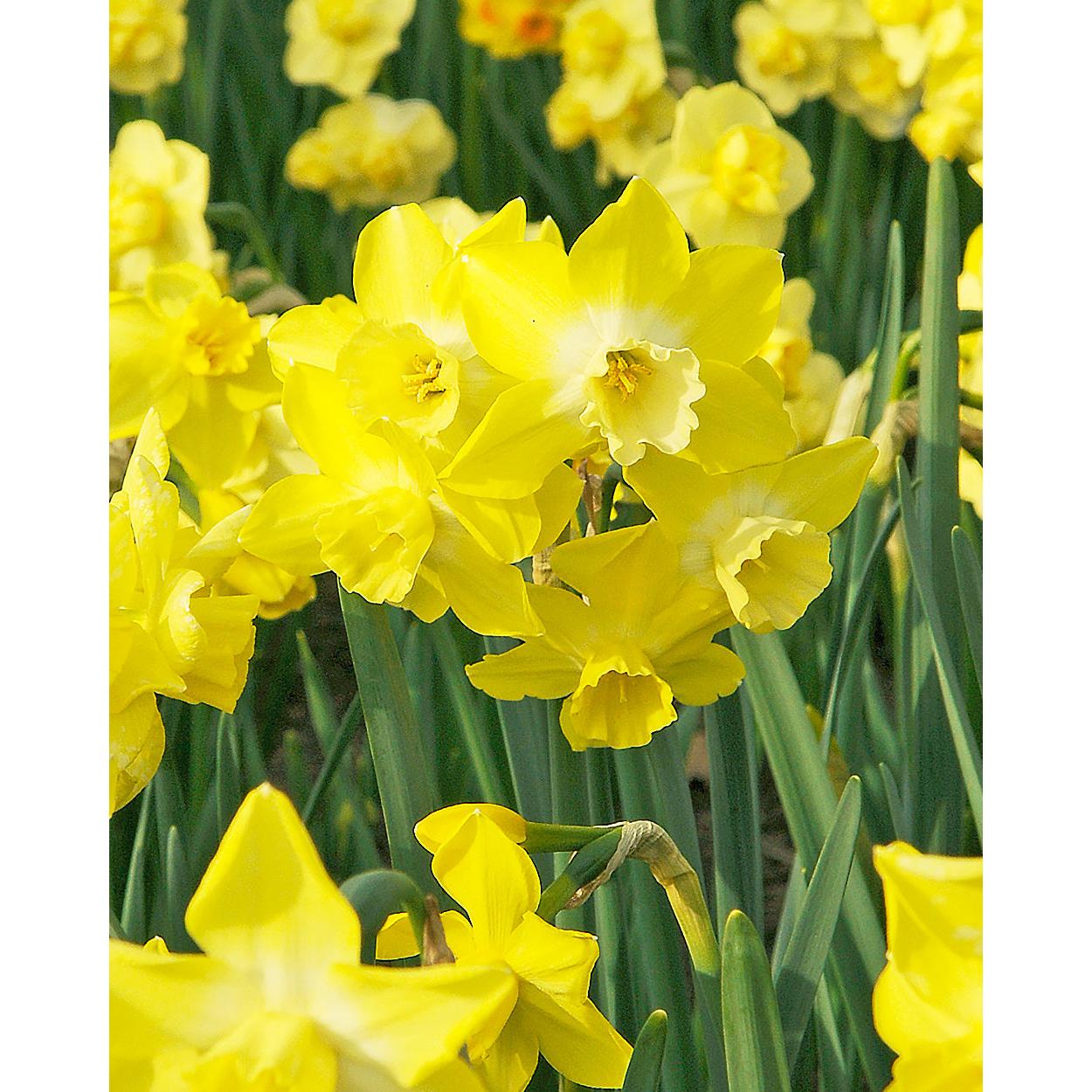 Pipit Jonquilla Daffodil - 10 bulbs