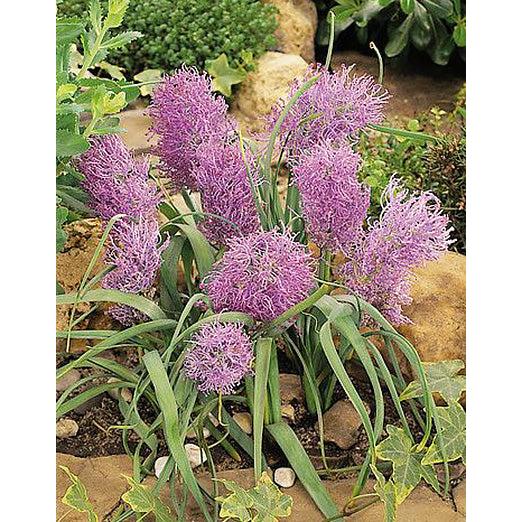 Plumosum Muscari comosum - 10 bulbs
