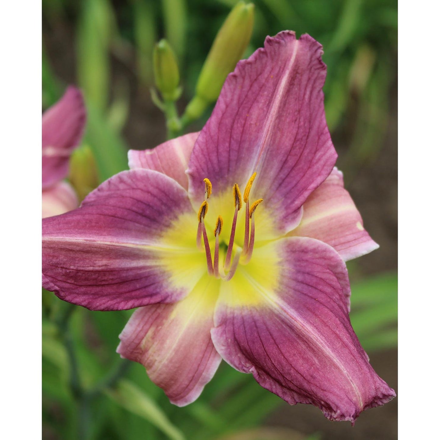 Prairie Blue Eyes Daylily - 3 root divisions