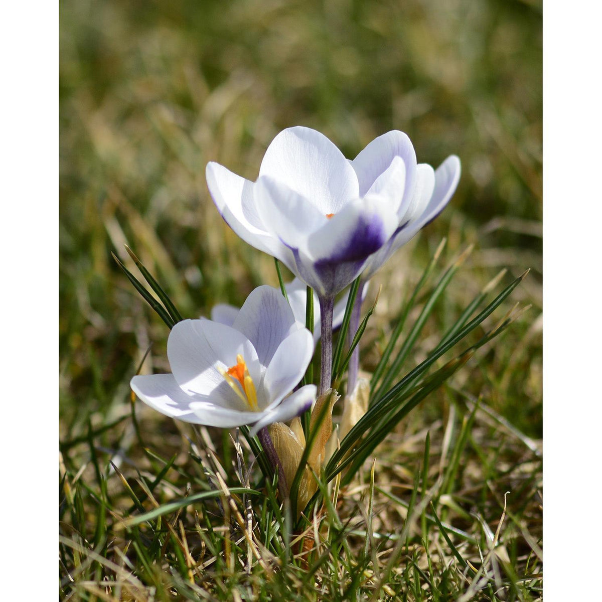 Prins Claus Species Crocus - 10 bulbs