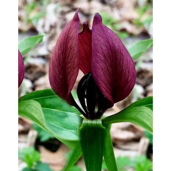 Purple Prairie Trillium (Wood Lily) - 5 Root Divisions