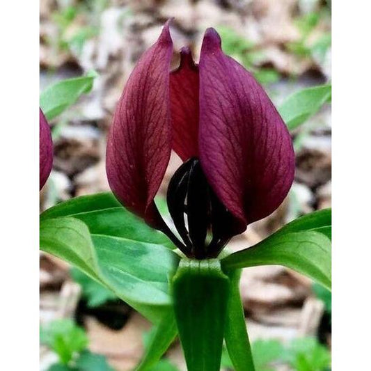 Purple Prairie Trillium (Wood Lily) - 5 Root Divisions