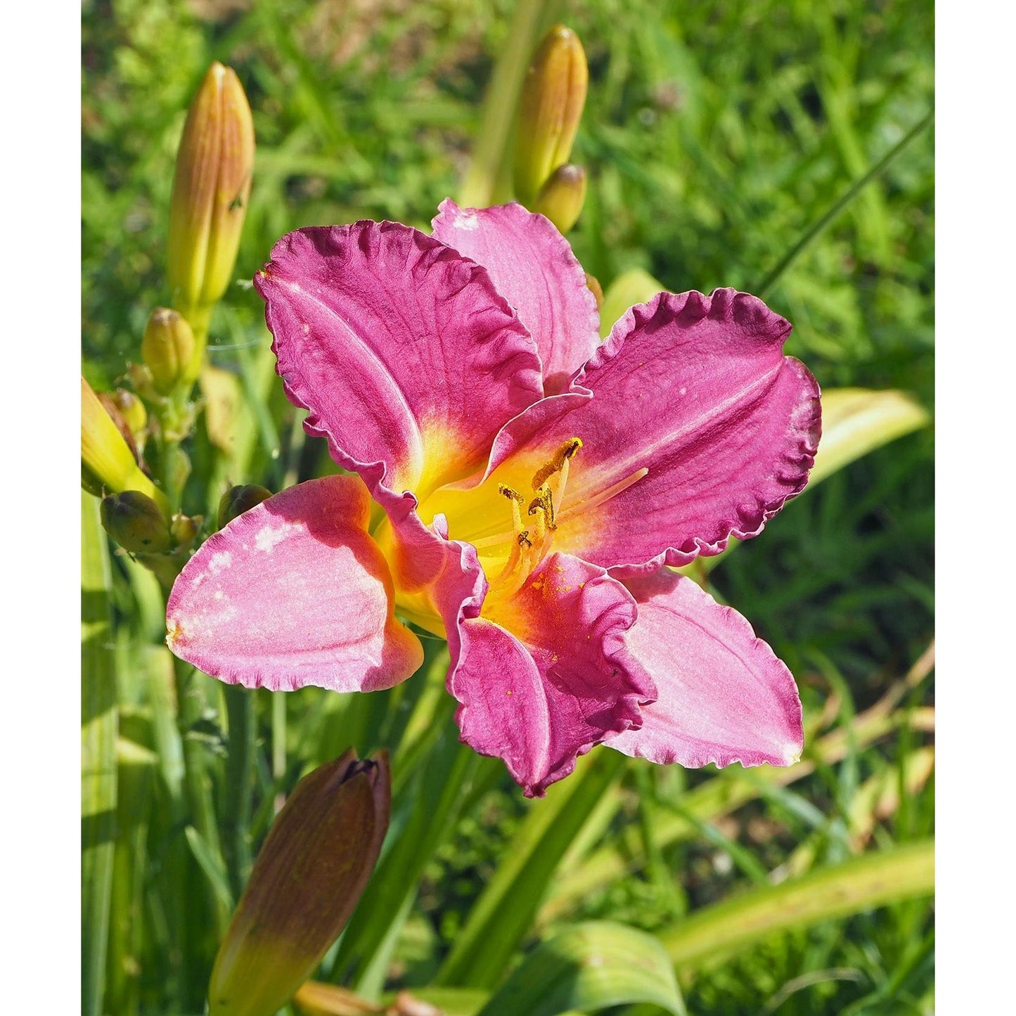 Purple de Oro Reblooming Daylily - 3 root divisions
