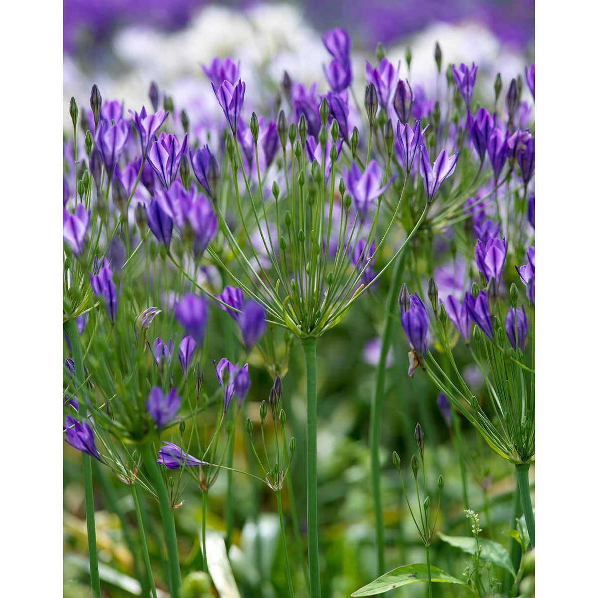 Queen Fabiola Brodiaea - 25 bulbs