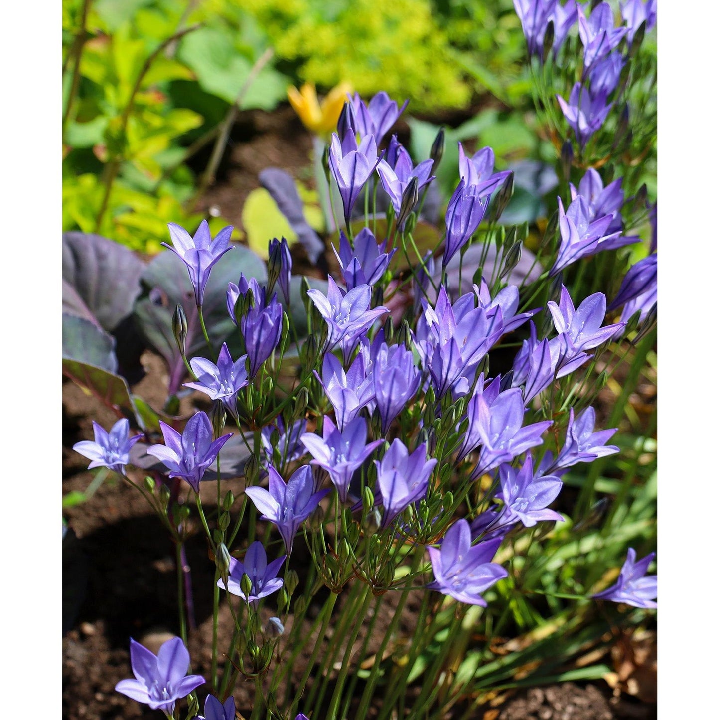 Queen Fabiola Brodiaea - 25 bulbs
