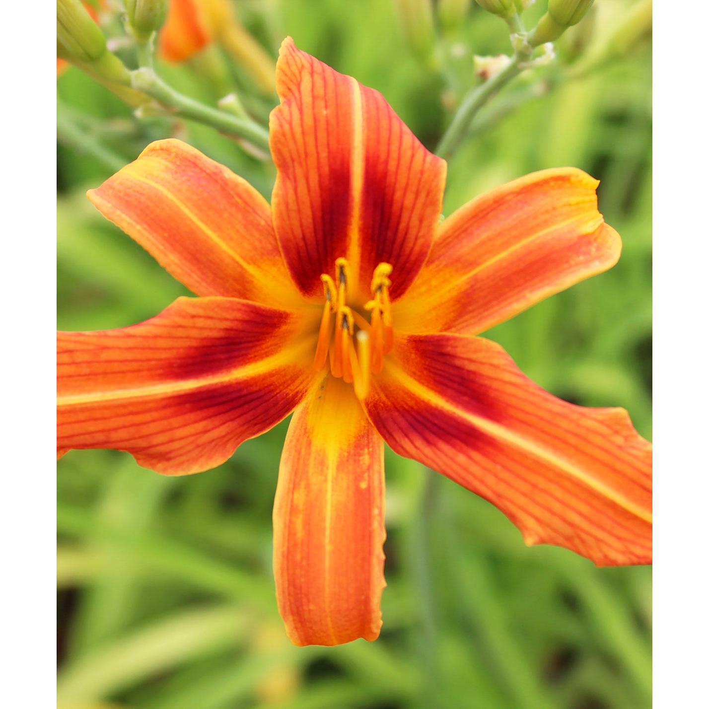 Rajah Daylily - 3 root divisions
