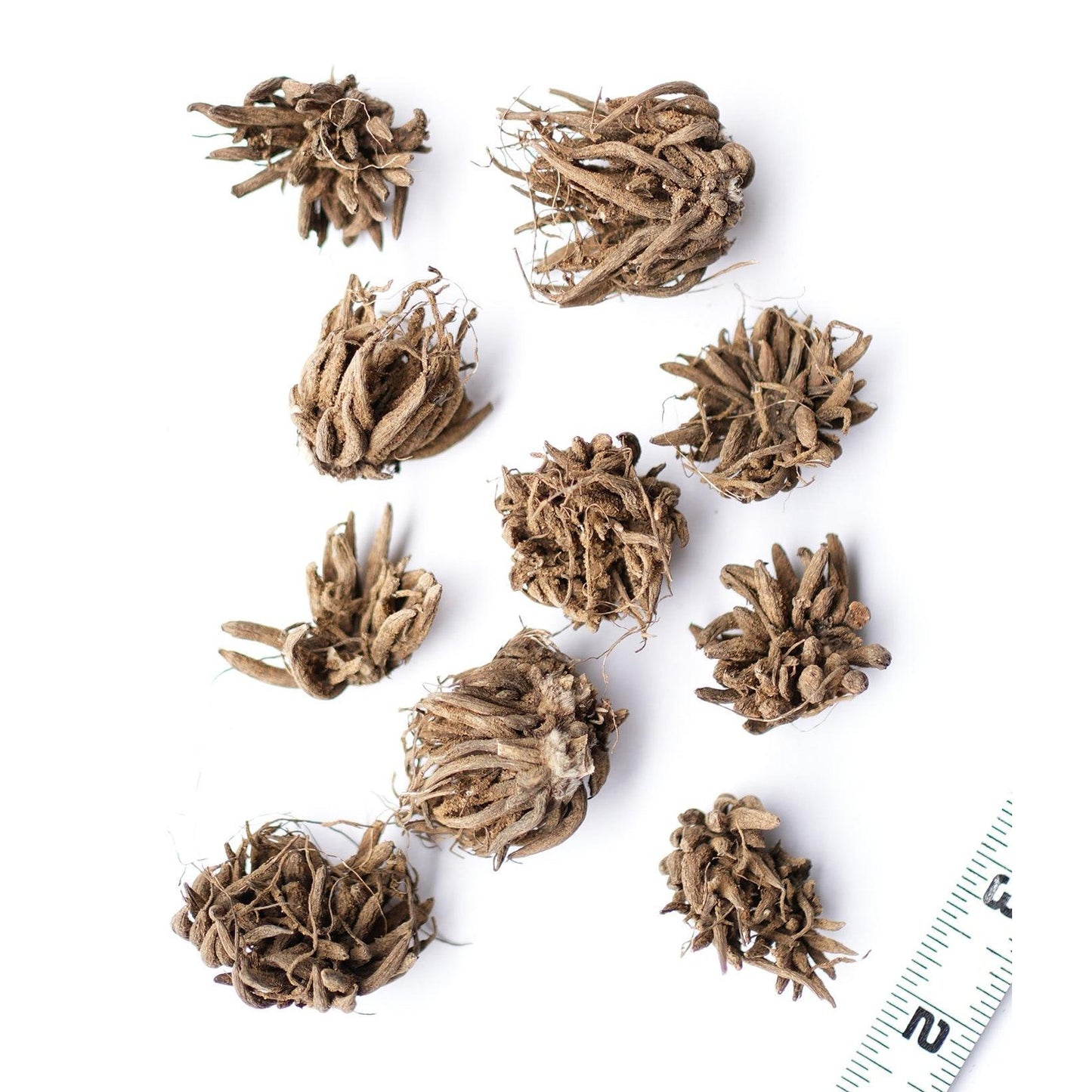 Rose Ranunculus - 10 bulbs