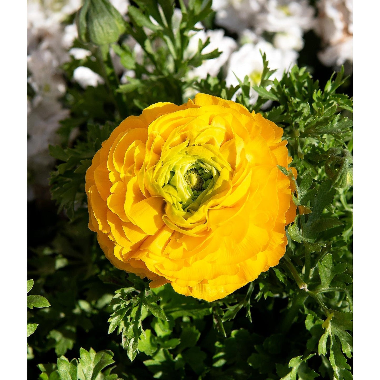 Gold Ranunculus - 10 bulbs