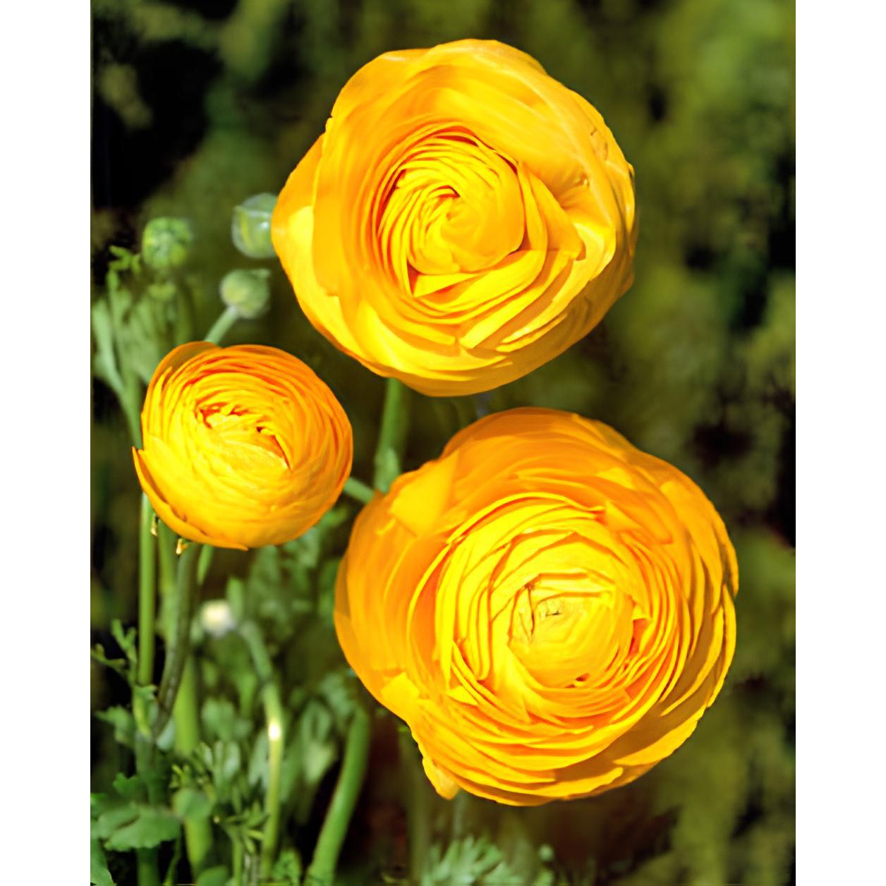 Gold Ranunculus - 10 bulbs