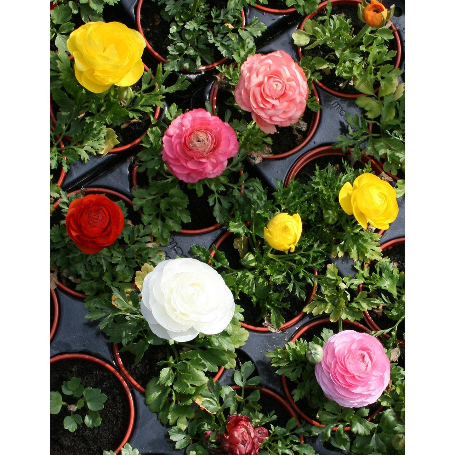 Mixed Ranunculus - 30 bulbs