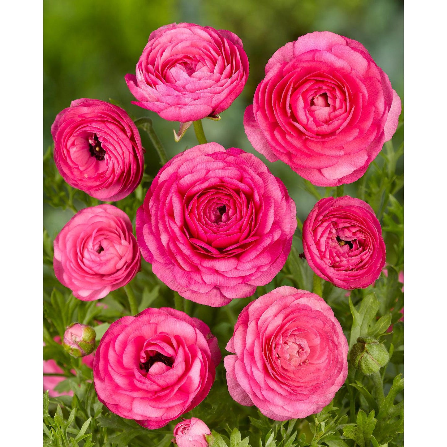 Pink Ranunculus - 10 bulbs