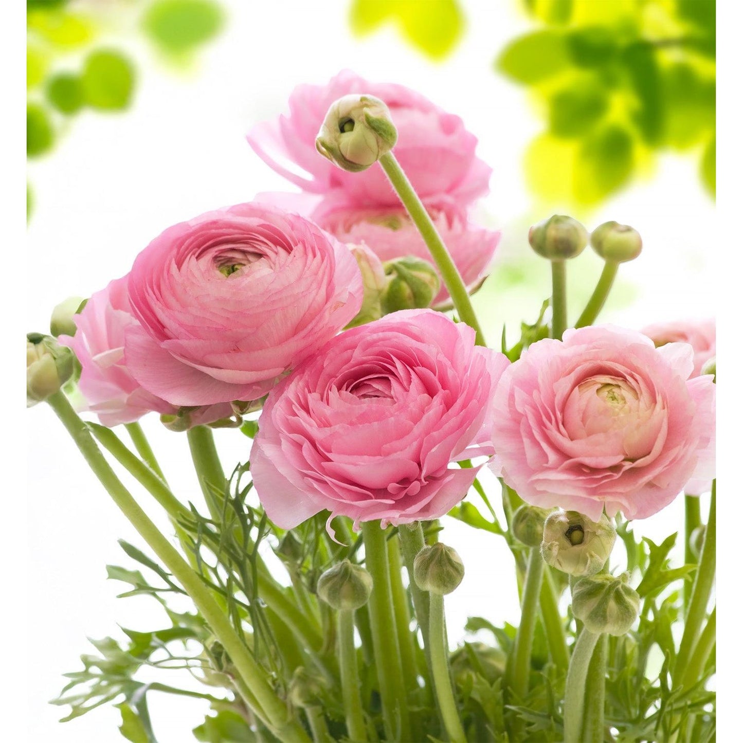Pink Ranunculus - 10 bulbs