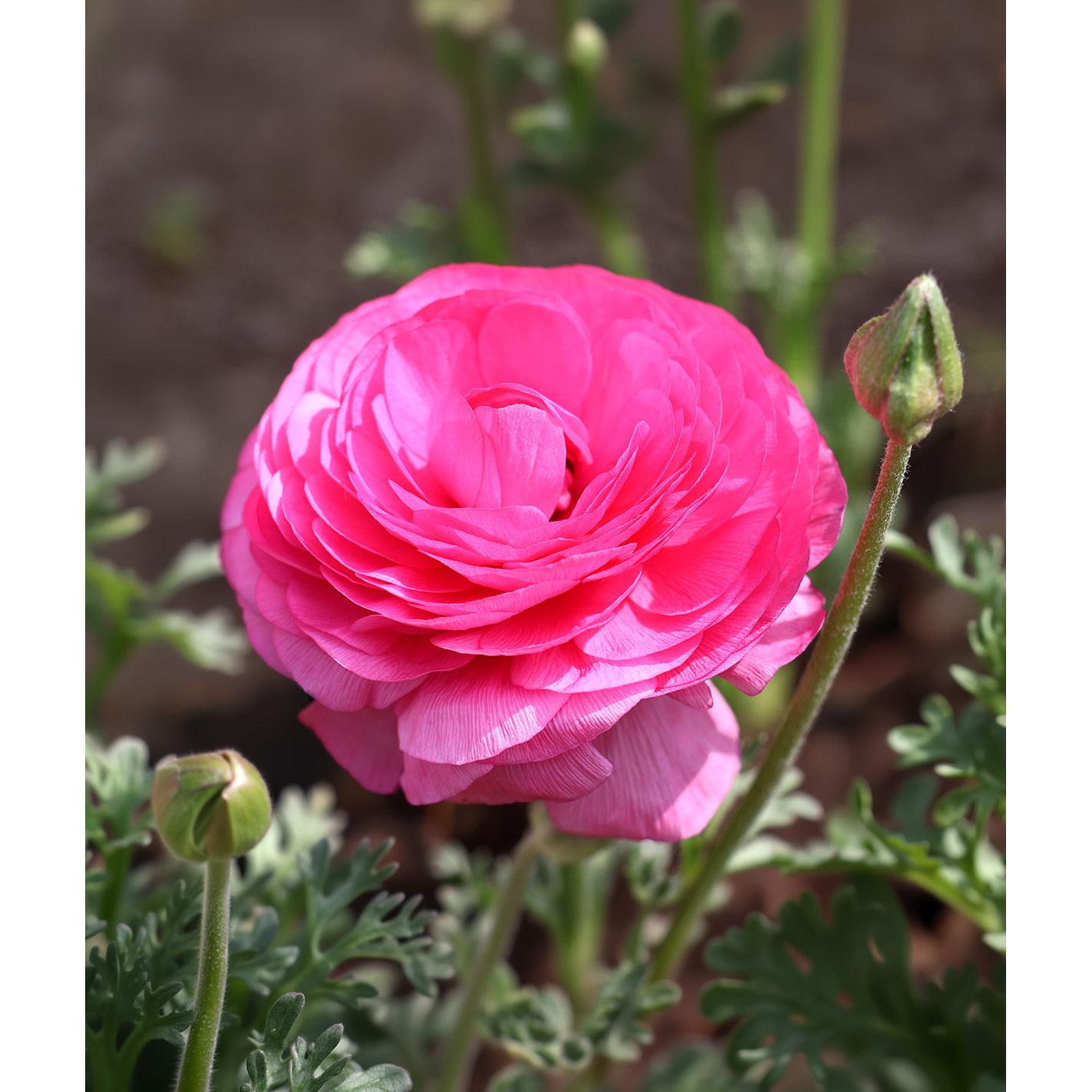 Pink Ranunculus - 10 bulbs