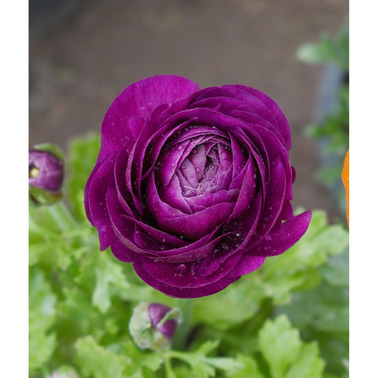 Purple Ranunculus - 10 bulbs