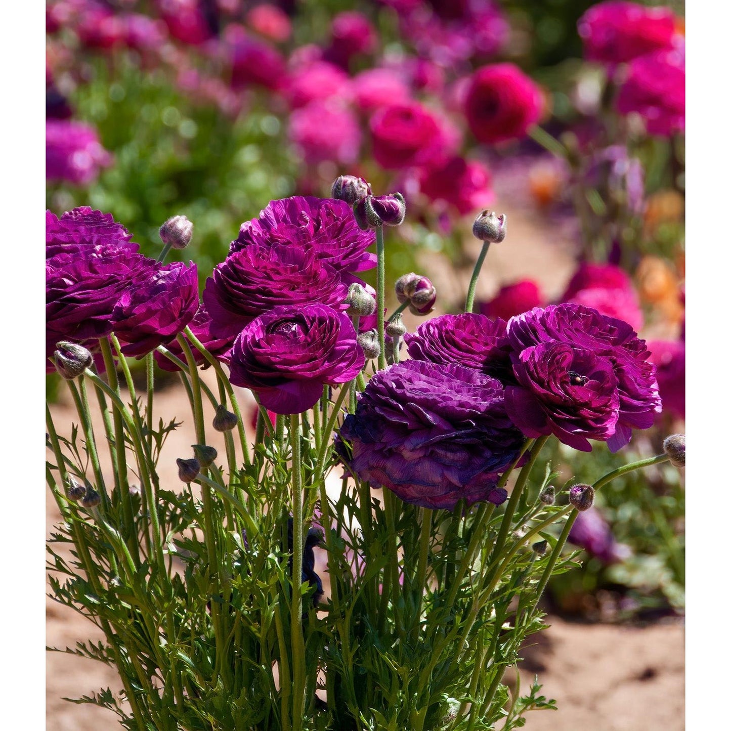 Purple Ranunculus - 10 bulbs