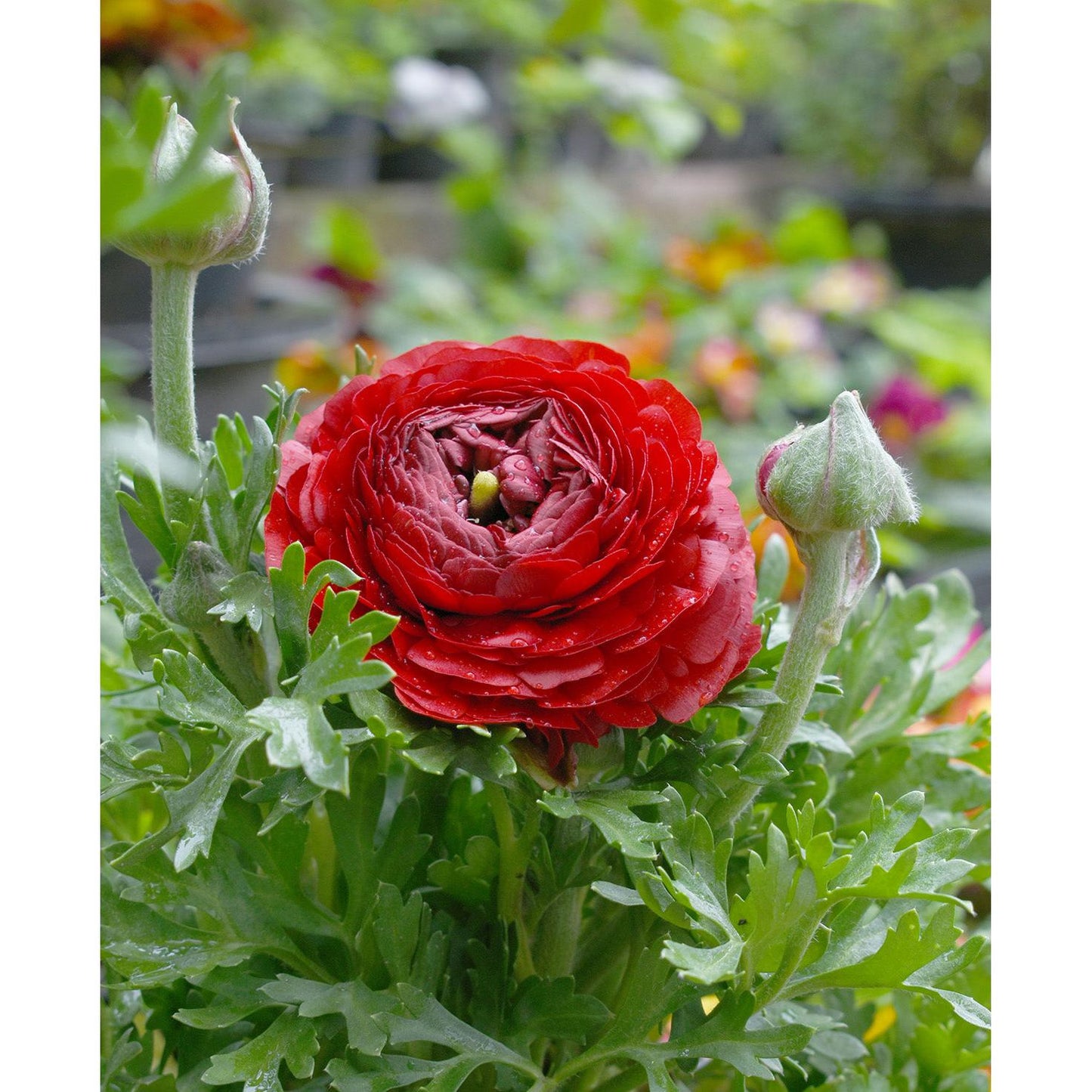 Red Ranunculus - 10 bulbs