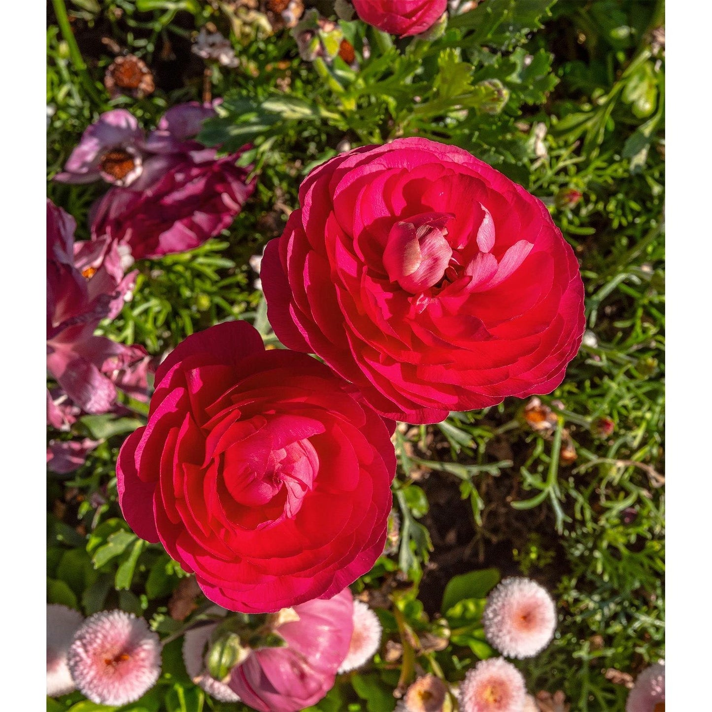 Rose Ranunculus - 10 bulbs