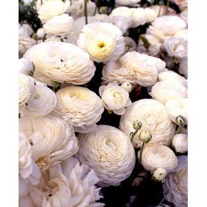 White Ranunculus - 10 bulbs